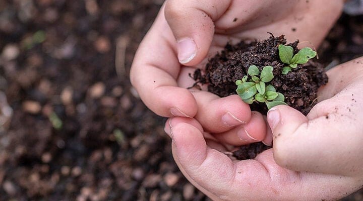 Barnhand håller i en liten planta i jord.